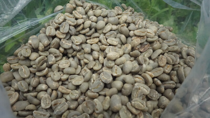green beans coffee sampling