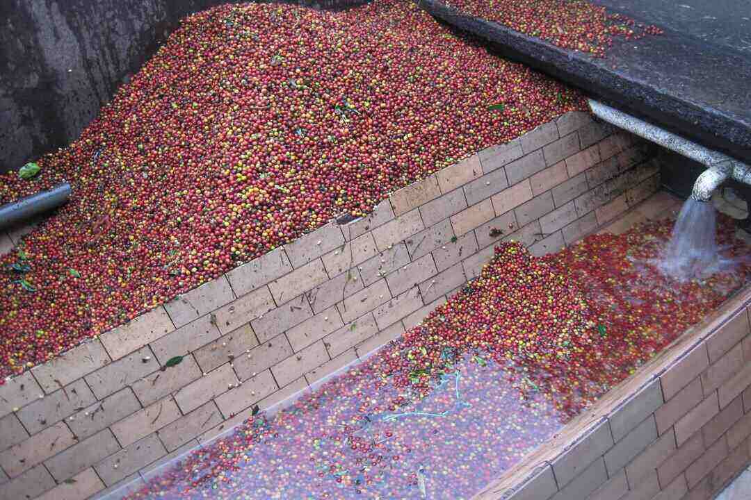 washed coffee processing