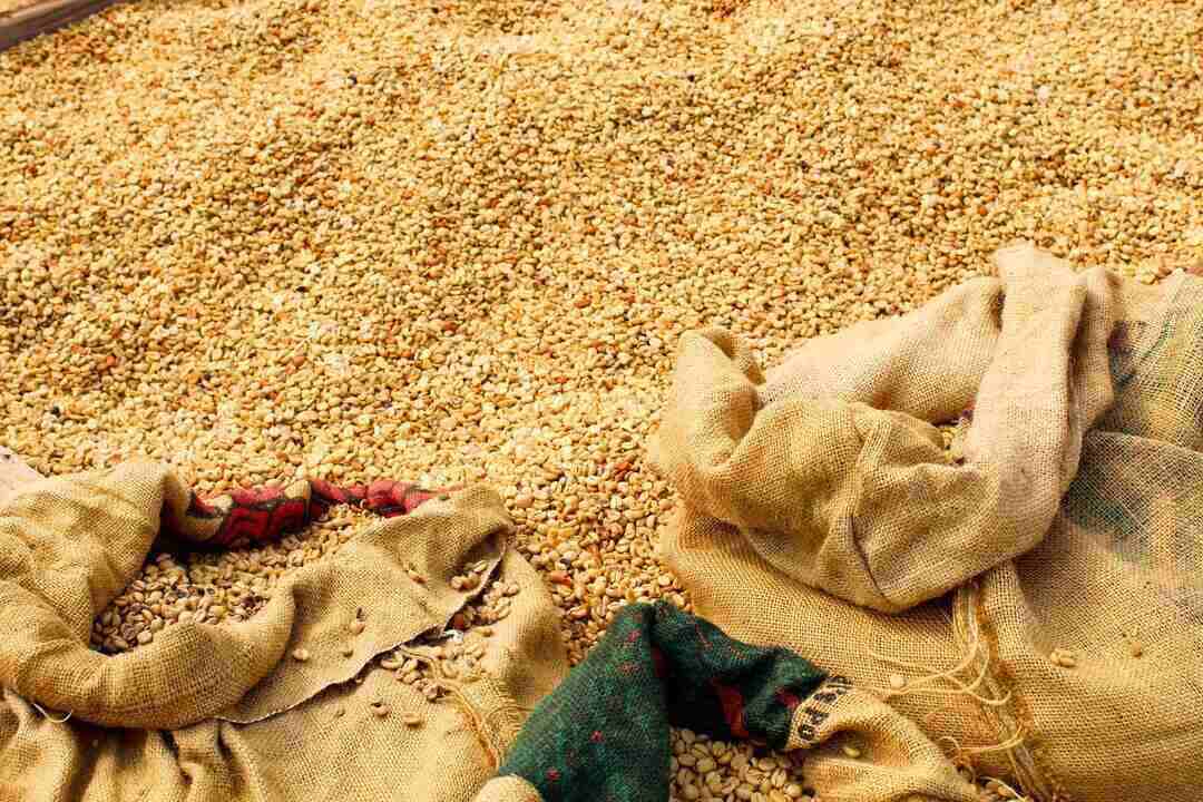 coffee drying