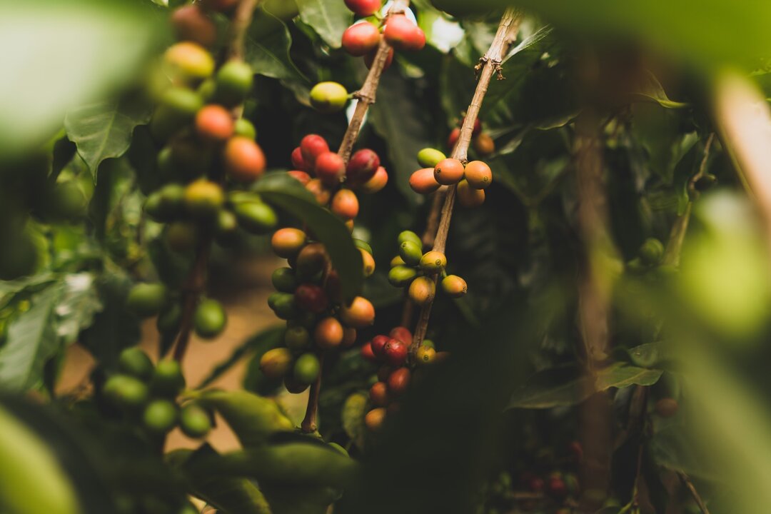 coffee farming