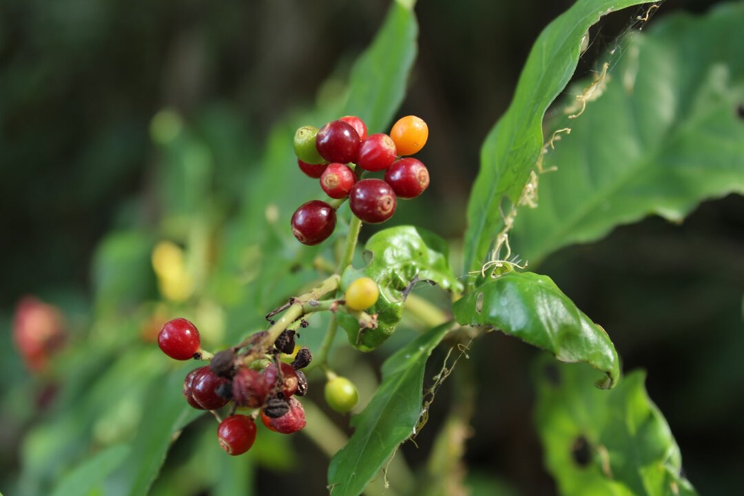 catuai coffee varieties