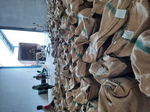 Stacks of jute coffee sacks packed and ready for export
