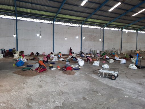 Workers seated on the warehouse floor hand sorting green coffee beans