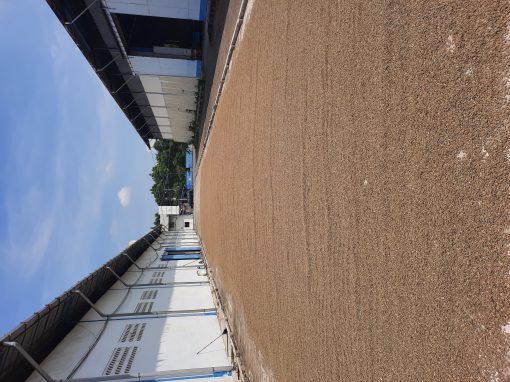 Coffee beans spread out to dry in the long yard between two warehouse buildings