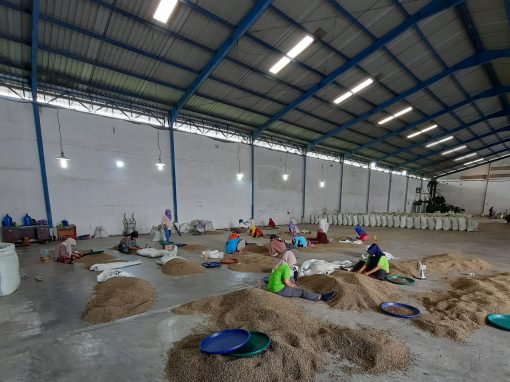 Sorting team working through piles of green coffee in a large, bright warehouse