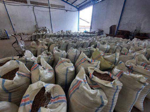 Open sacks showing green coffee beans, lined up for inspection before packing