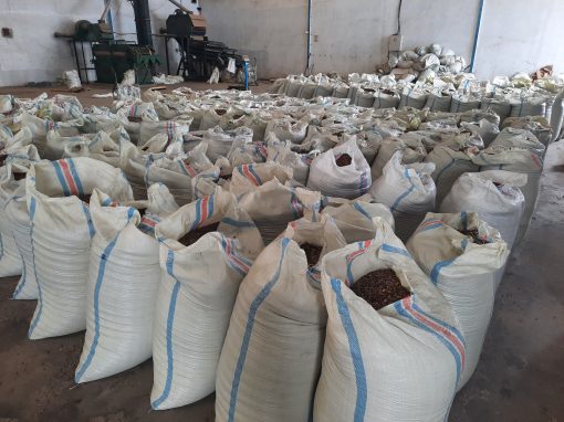 Rows of white sacks of graded green coffee stored in the warehouse