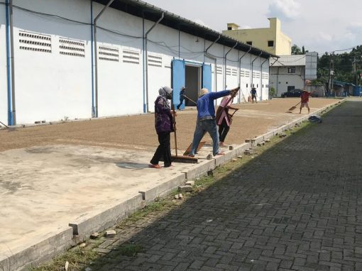 Workers raking green coffee beans as they dry on a concrete patio beside the warehouse